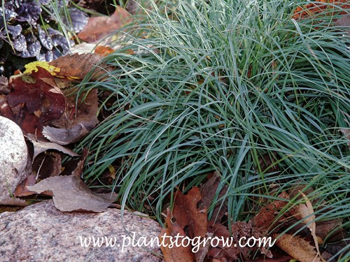 Blue ZInger Sedge (Carex flacca)